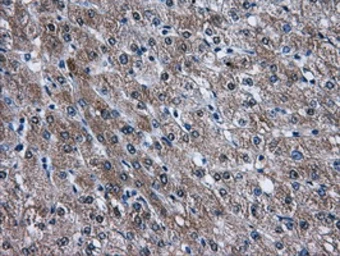 Anti-AKT2 antibody [4H7] used in IHC (Paraffin sections) (IHC-P). GTX84908