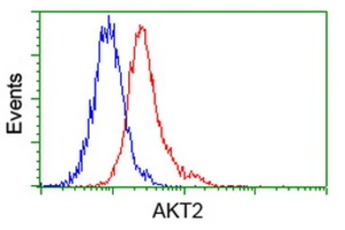Anti-AKT2 antibody [4H7] used in Flow cytometry (FCM). GTX84908
