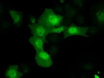 Anti-AKR1A1 antibody [6E3] used in Immunocytochemistry/ Immunofluorescence (ICC/IF). GTX84913