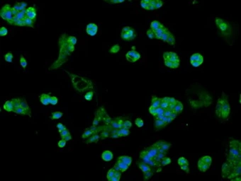 Anti-AKR1A1 antibody [6E3] used in Immunocytochemistry/ Immunofluorescence (ICC/IF). GTX84913
