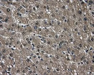 Anti-AKR1A1 antibody [6E3] used in IHC (Paraffin sections) (IHC-P). GTX84913