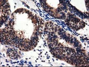 Anti-ADSL antibody [2D10] used in IHC (Paraffin sections) (IHC-P). GTX84956