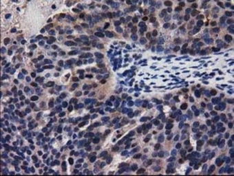 Anti-ADSL antibody [2D10] used in IHC (Paraffin sections) (IHC-P). GTX84956