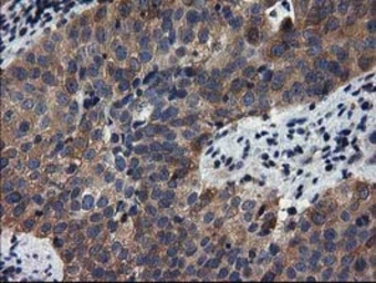 Anti-ADSL antibody [2D10] used in IHC (Paraffin sections) (IHC-P). GTX84956