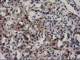 Anti-ADSL antibody [2D10] used in IHC (Paraffin sections) (IHC-P). GTX84956