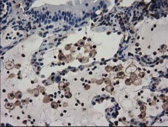 Anti-ADSL antibody [2D10] used in IHC (Paraffin sections) (IHC-P). GTX84956