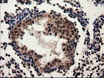 Anti-ADSL antibody [2D10] used in IHC (Paraffin sections) (IHC-P). GTX84956