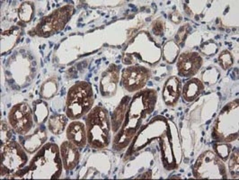 Anti-ADSL antibody [2D10] used in IHC (Paraffin sections) (IHC-P). GTX84956
