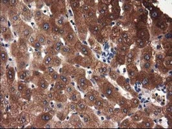 Anti-ADSL antibody [2D10] used in IHC (Paraffin sections) (IHC-P). GTX84956