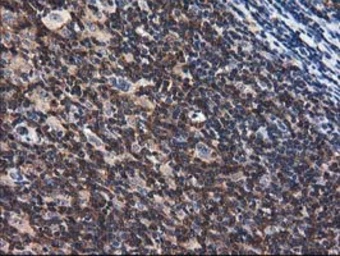 Anti-ADSL antibody [2D10] used in IHC (Paraffin sections) (IHC-P). GTX84956
