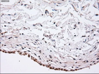 Anti-alpha Actinin antibody [7A4] used in IHC (Paraffin sections) (IHC-P). GTX84959