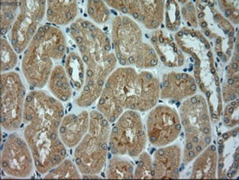 Anti-alpha Actinin antibody [7A4] used in IHC (Paraffin sections) (IHC-P). GTX84959
