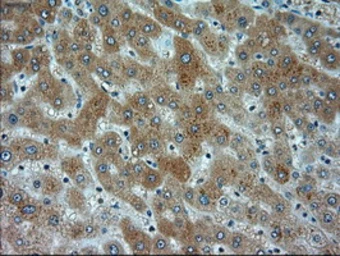 Anti-alpha Actinin antibody [7A4] used in IHC (Paraffin sections) (IHC-P). GTX84959