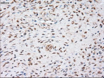 Anti-alpha Actinin antibody [7A4] used in IHC (Paraffin sections) (IHC-P). GTX84959