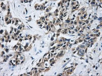 Anti-Aconitase 2 antibody [3G8] used in IHC (Paraffin sections) (IHC-P). GTX84963