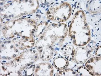 Anti-Aconitase 2 antibody [3G8] used in IHC (Paraffin sections) (IHC-P). GTX84963