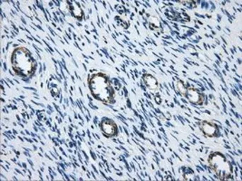 Anti-Aconitase 2 antibody [3G8] used in IHC (Paraffin sections) (IHC-P). GTX84963