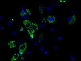 Anti-Aconitase 2 antibody [7G4] used in Immunocytochemistry/ Immunofluorescence (ICC/IF). GTX84965