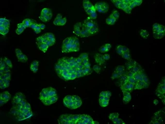 Anti-Aconitase 2 antibody [7G4] used in Immunocytochemistry/ Immunofluorescence (ICC/IF). GTX84965