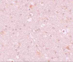 Anti-CXXC4 antibody used in IHC (Paraffin sections) (IHC-P). GTX84996