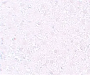 Anti-MOX1 antibody used in IHC (Paraffin sections) (IHC-P). GTX84998