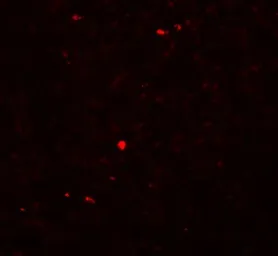 Anti-MOX1 antibody used in IHC (Paraffin sections) (IHC-P). GTX84998