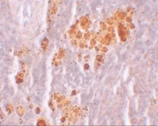 Anti-NLRX1 antibody used in IHC (Paraffin sections) (IHC-P). GTX84999