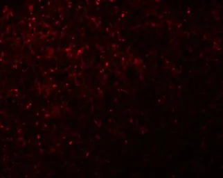 Anti-NLRX1 antibody used in IHC (Paraffin sections) (IHC-P). GTX84999