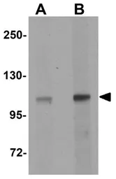 Anti-NLRX1 antibody used in Western Blot (WB). GTX84999