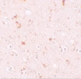 Anti-SH3RF2 antibody used in IHC (Paraffin sections) (IHC-P). GTX85000