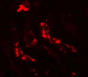 Anti-ATG3 antibody used in IHC (Paraffin sections) (IHC-P). GTX85005