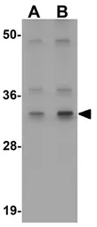Anti-ATG3 antibody used in Western Blot (WB). GTX85005