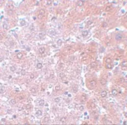 Anti-APC4 antibody used in IHC (Paraffin sections) (IHC-P). GTX85006