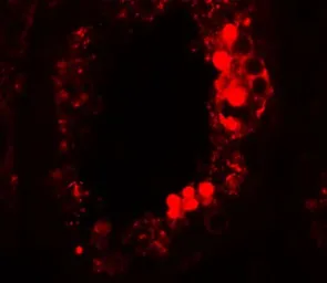 Anti-ESX1 antibody used in IHC (Paraffin sections) (IHC-P). GTX85009