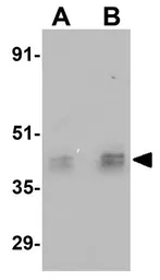 Anti-ESX1 antibody used in Western Blot (WB). GTX85009
