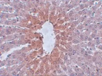 Anti-JMJD1C antibody used in IHC (Paraffin sections) (IHC-P). GTX85014
