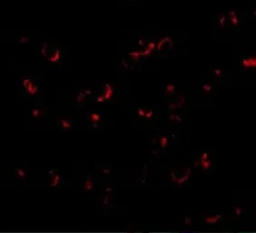 Anti-BICD1 antibody used in Immunocytochemistry/ Immunofluorescence (ICC/IF). GTX85029