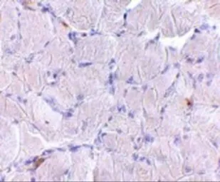 Anti-LIMP II antibody used in IHC (Paraffin sections) (IHC-P). GTX85031