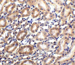 Anti-Slc22A17 antibody used in IHC (Paraffin sections) (IHC-P). GTX85032