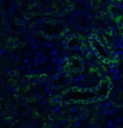 Anti-Slc22A17 antibody used in IHC (Paraffin sections) (IHC-P). GTX85032