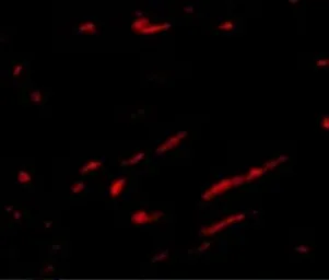 Anti-Slc22A17 antibody used in IHC (Paraffin sections) (IHC-P). GTX85032