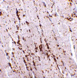 Anti-LIMP II antibody used in IHC (Paraffin sections) (IHC-P). GTX85033