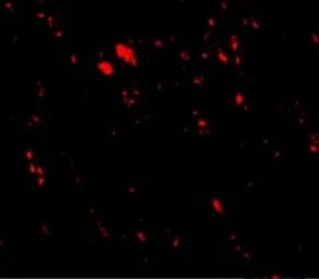 Anti-LIMP II antibody used in IHC (Paraffin sections) (IHC-P). GTX85033