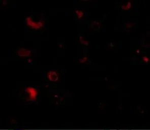 Anti-RIM2 antibody used in IHC (Paraffin sections) (IHC-P). GTX85035