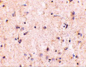 Anti-IRGM antibody used in IHC (Paraffin sections) (IHC-P). GTX85038