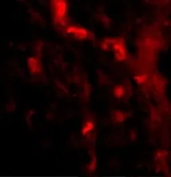 Anti-IRGM antibody used in IHC (Paraffin sections) (IHC-P). GTX85038