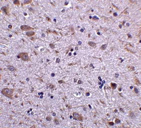 Anti-IRGM antibody used in IHC (Paraffin sections) (IHC-P). GTX85039