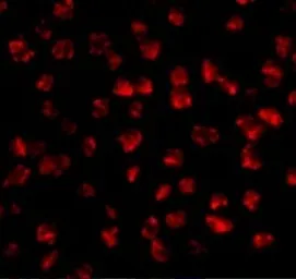 Anti-FGF4 antibody used in Immunocytochemistry/ Immunofluorescence (ICC/IF). GTX85040