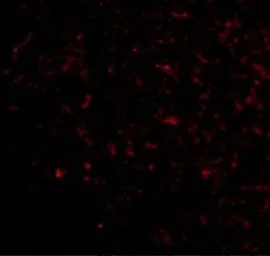 Anti-GRIK5 antibody used in IHC (Paraffin sections) (IHC-P). GTX85043