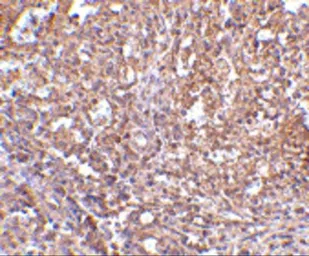 Anti-Orai1 antibody used in IHC (Paraffin sections) (IHC-P). GTX85048